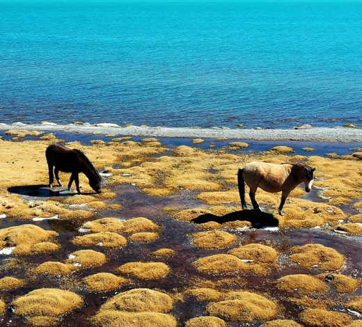 Wildlife Paradise – Discover the Untamed Nature of Tibet